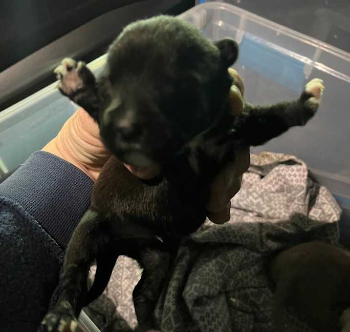 Photo of DCPR-Stray-147_2_3_4