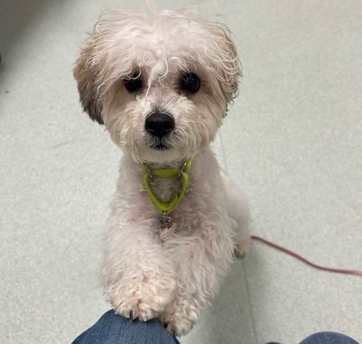 Photo of Paisley *see my video!!*