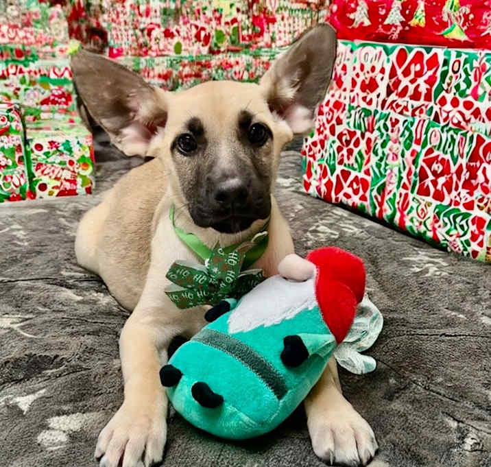 Photo of Muffin-4 mo Puppy!