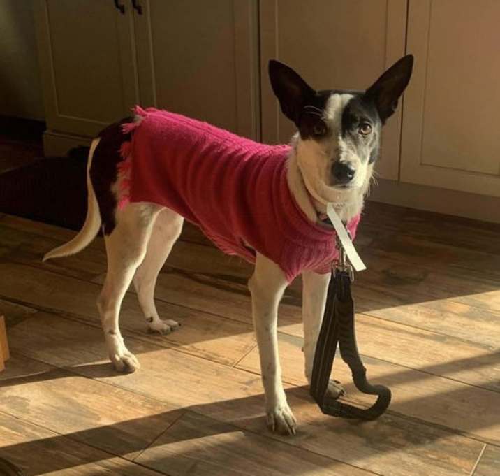 Photo of Reba (formerly Dodgette)