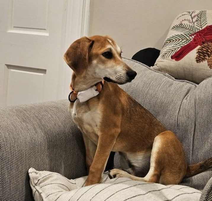 Photo of Jennings (Foster or Adopter Needed!)