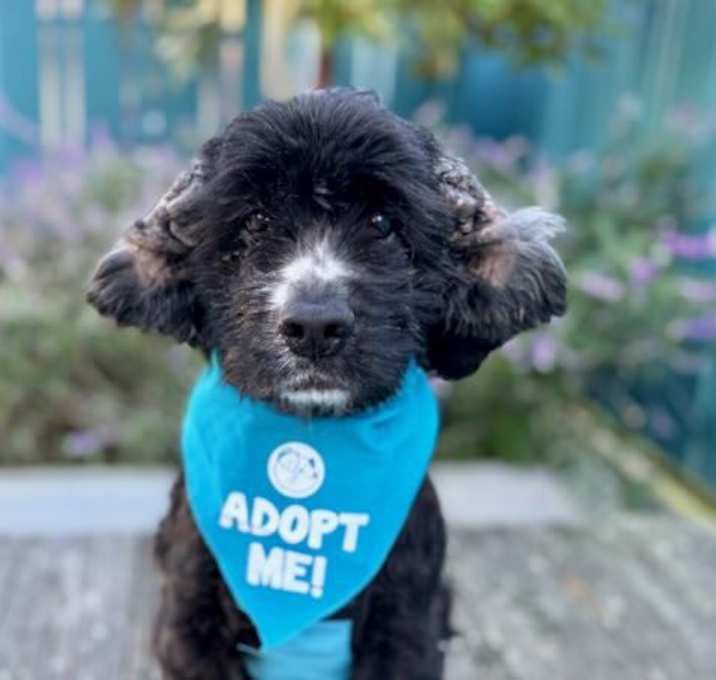 Photo of Junior Mint