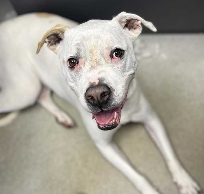 Photo of Casper (I Have a Secret Crush!)