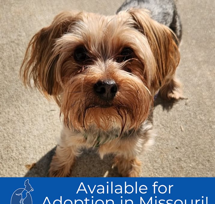 Photo of Diesel - Missouri (JN24-134) 