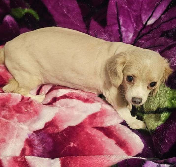 Photo of Winnie- needs a loving/patient home