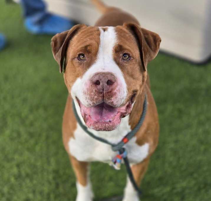 Photo of BUTTERSCOTCH