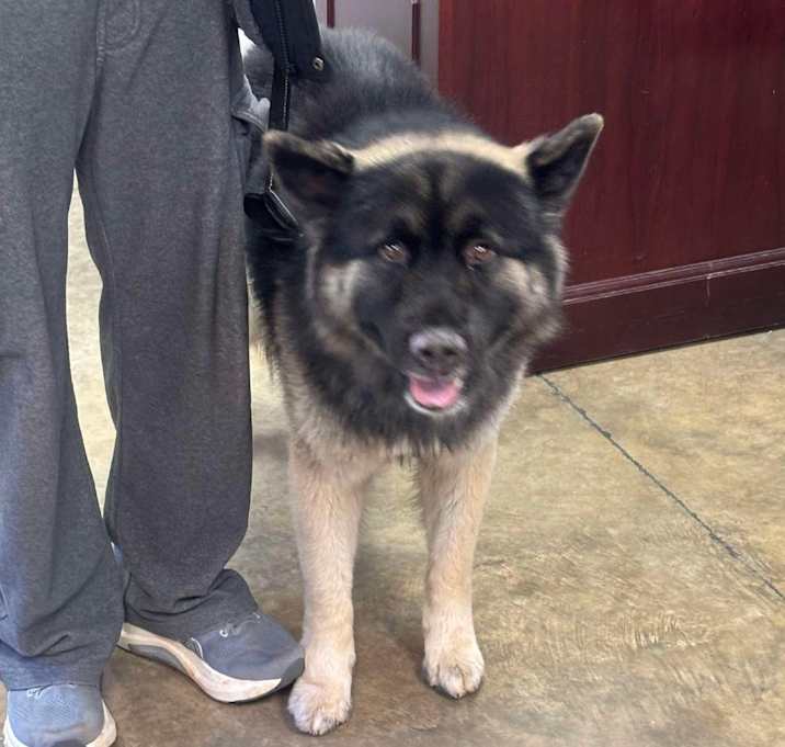 Photo of 260103K006 - Handsome