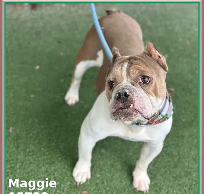 Photo of MAGGIE