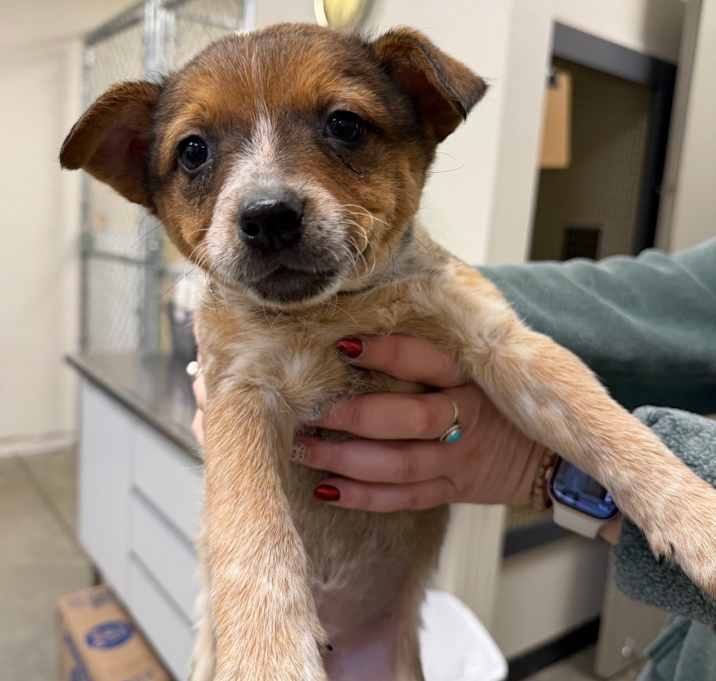 Photo of April Ludgate