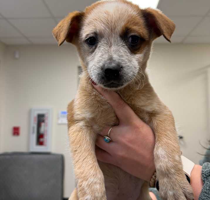 Photo of Ron Swanson