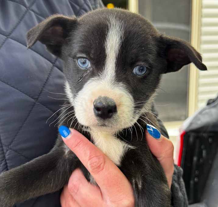 Photo of NY Piper Avail Jan 10 (Tractor Supply Patterson)