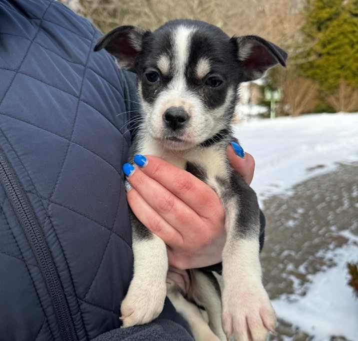 Photo of NY Poppy Avail Jan 10 (Tractor Supply Patterson)