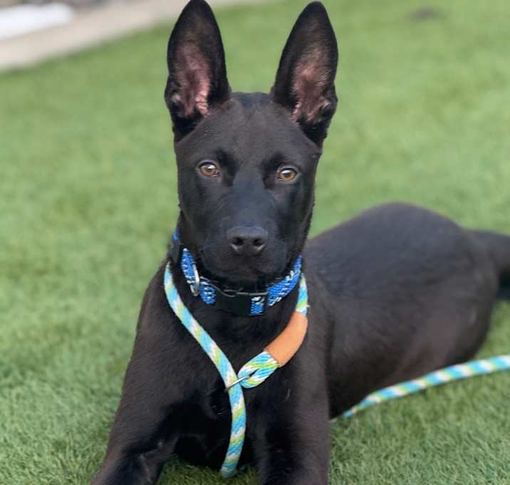 Photo of Joey A2242842