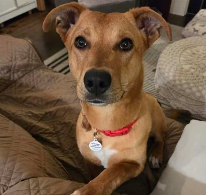 Photo of Maple Moonbeam