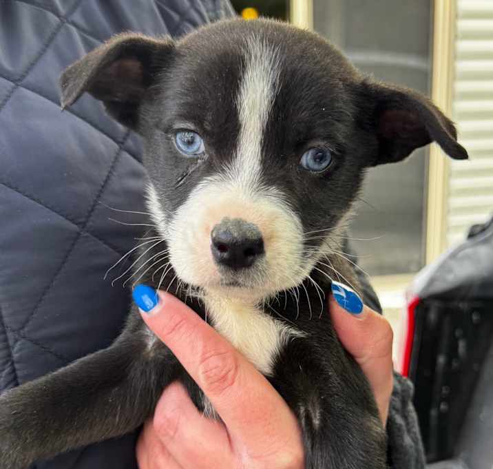 Photo of NY Piper Avail Jan 10