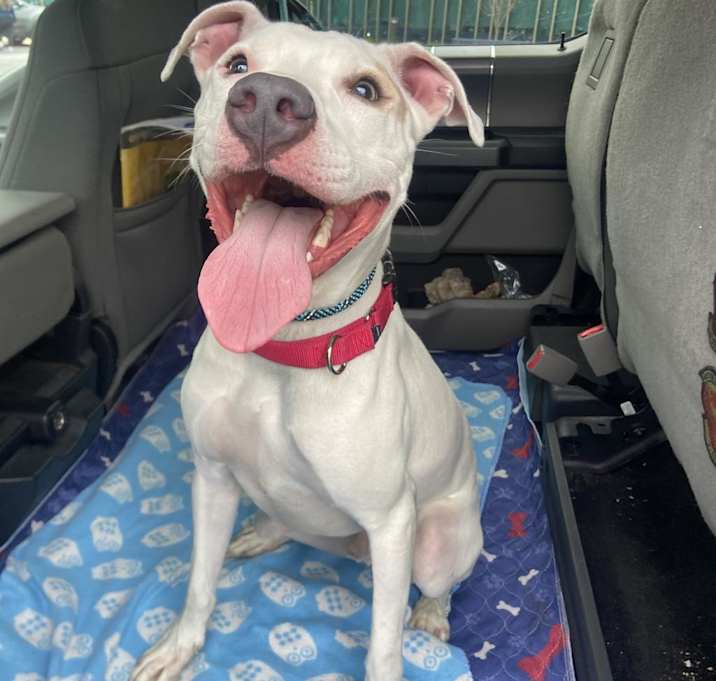 Photo of Goliath aka Chisholm DD