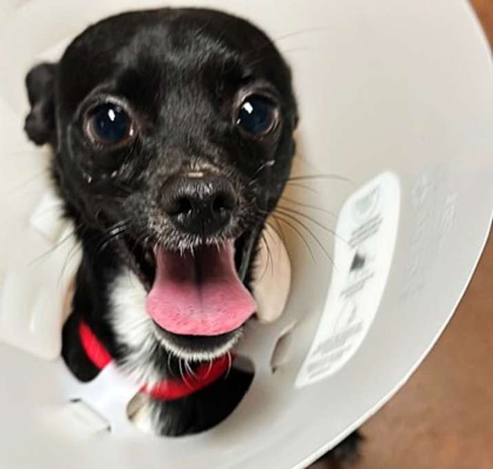 Photo of Lancaster - AVAILABLE