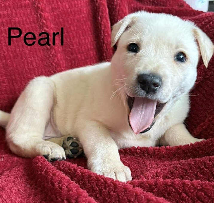 Photo of Cowboy Crew : Pearl