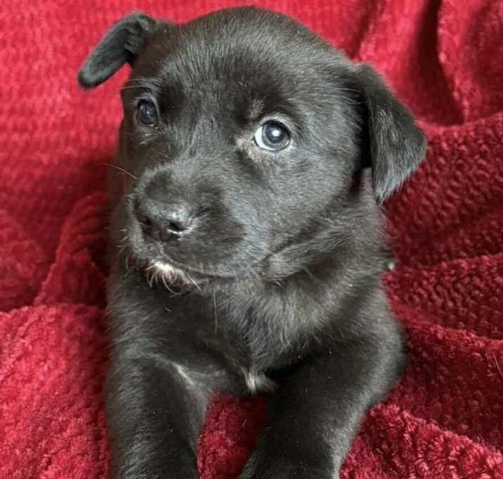 Photo of Cowboy Crew : Annie