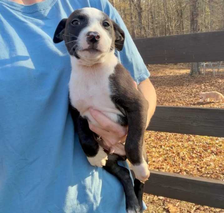 Photo of Mike (Monroe Pups)