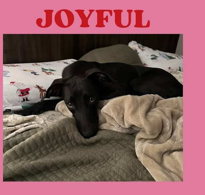 Photo of Joyful