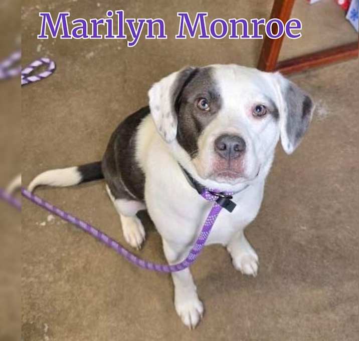 Photo of Marilyn Monroe