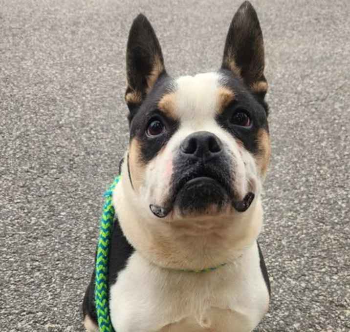 Photo of Chicken Nugget