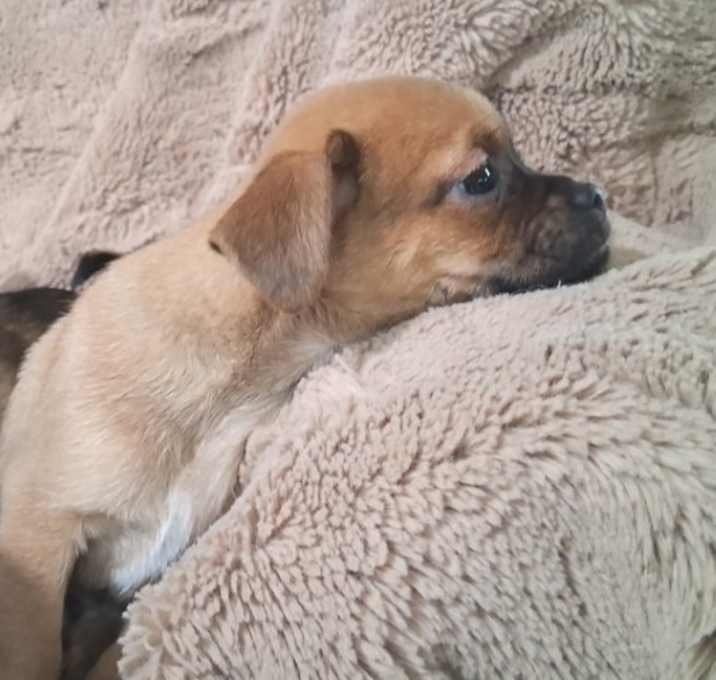 Photo of Cinnamon GC