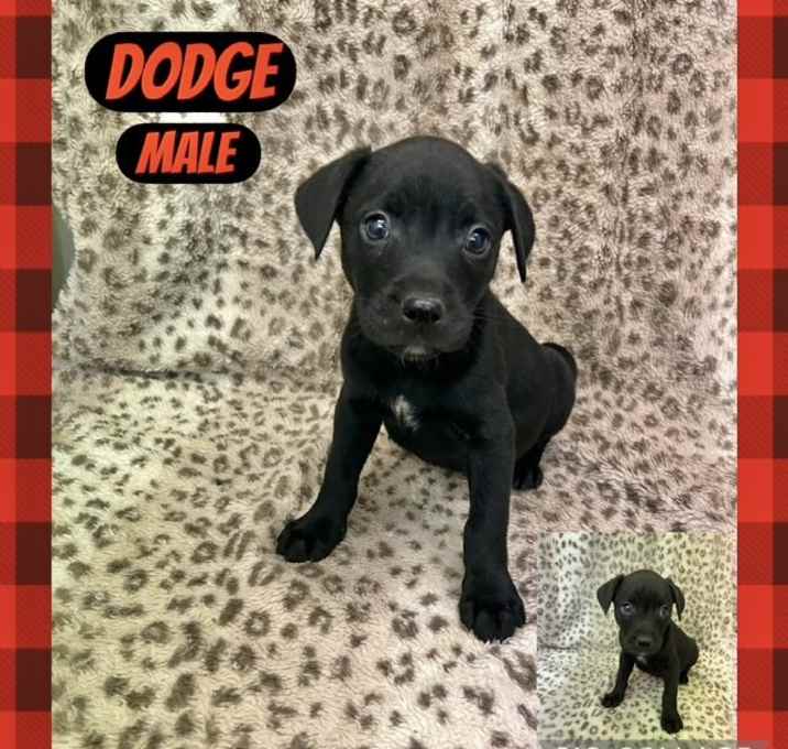 Photo of Dodge meet me 1/17