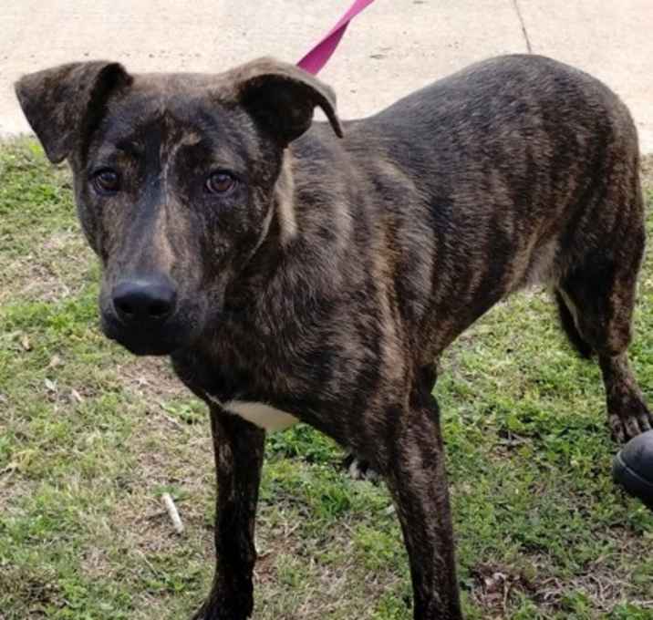 Photo of Bobbie A24-630