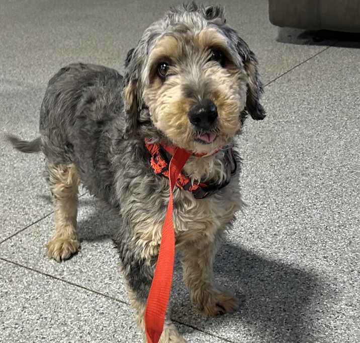 Photo of Gracey. Mini? 48 lbs