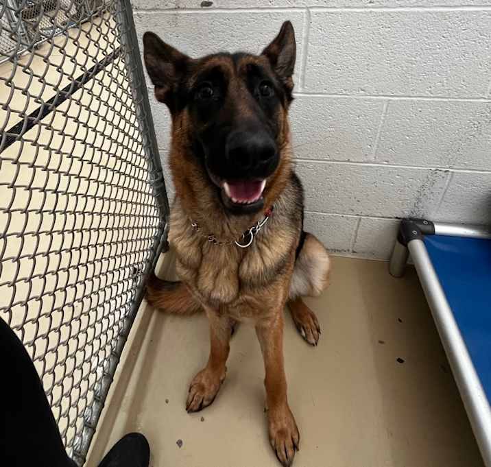 Photo of Nova 2 (26-003)