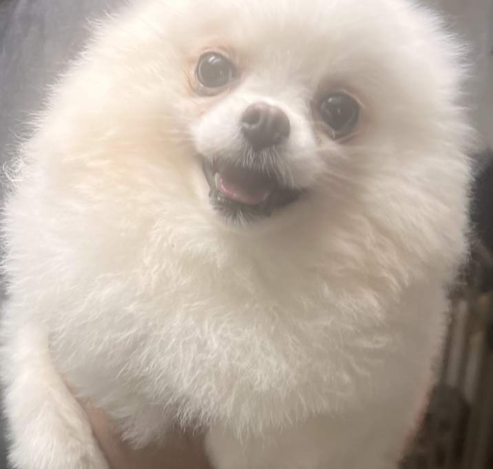Photo of Snowball