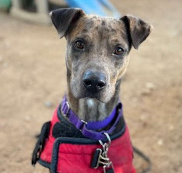 Photo of Prince Chocolate Cookie