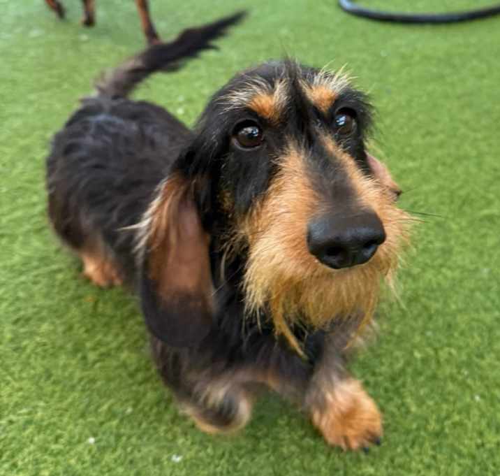 Photo of Speedy 7896