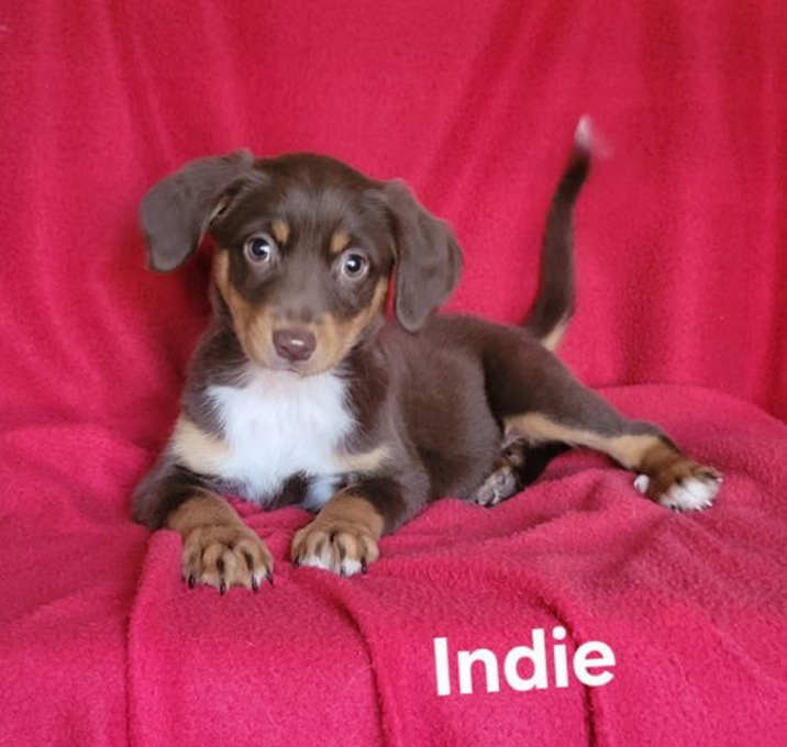 Photo of Indie