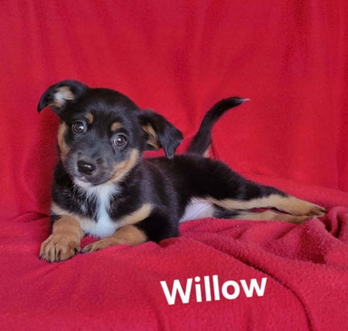 Photo of Willow