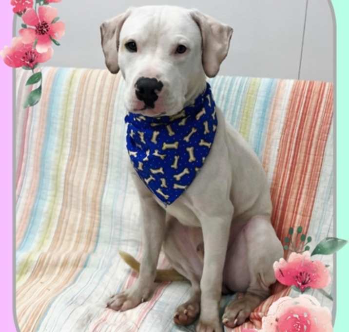 Photo of 89742a Scoobert - Adoption Amb