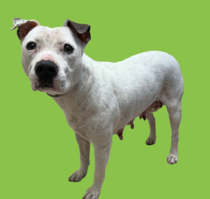 Photo of TUSC-Stray-83089