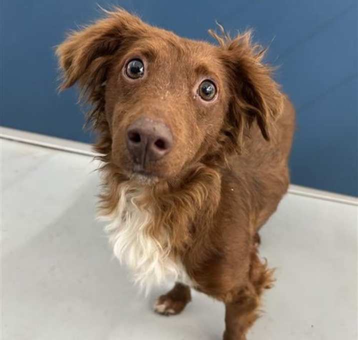 Photo of Cocoa, a Dachsund-Duck tolling retriever mix