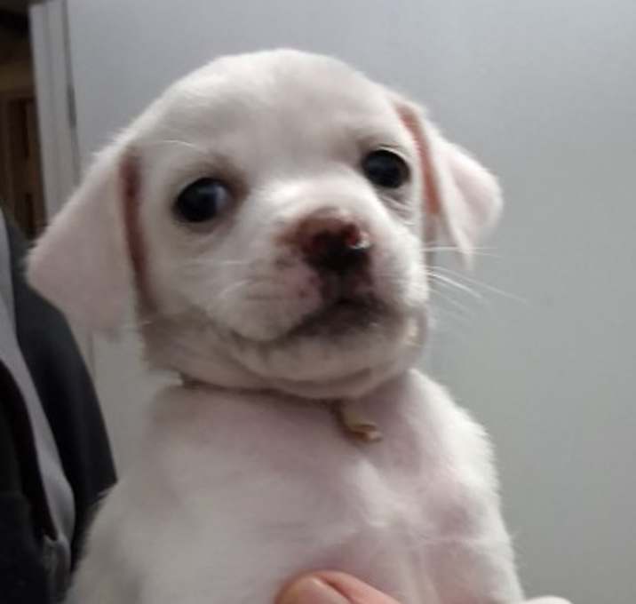 Photo of Sugar JuM/GC