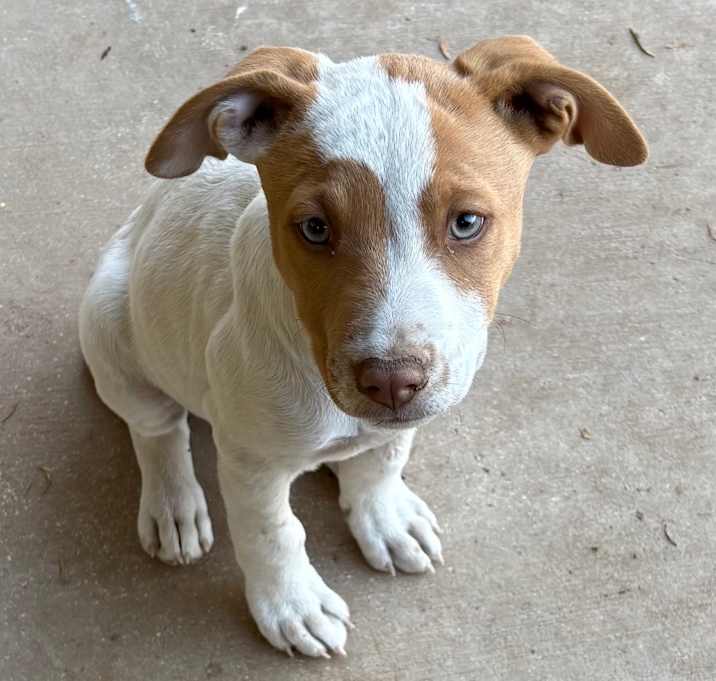 Photo of John Denver