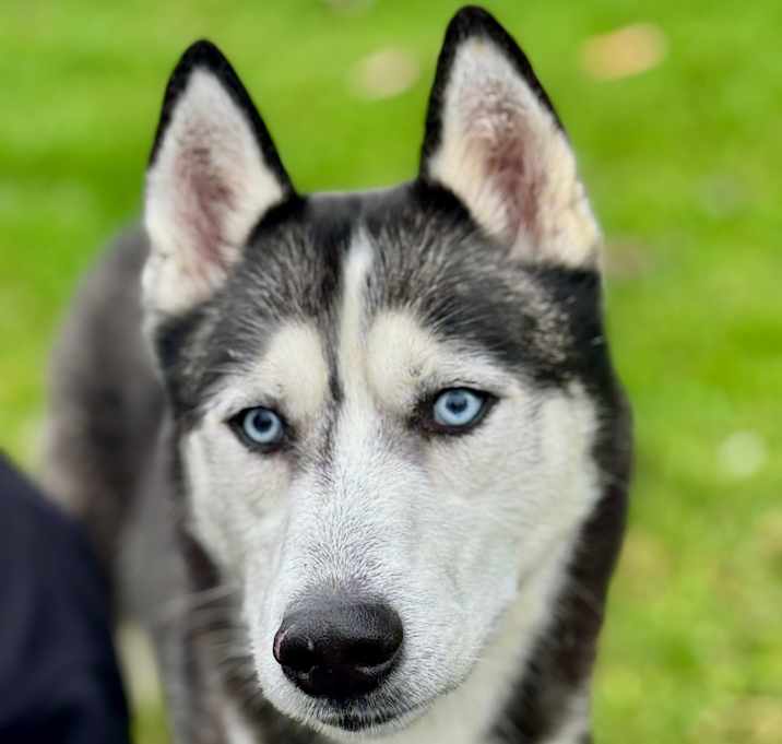 Photo of Sawyer (C000-599) - Chino Hills Location