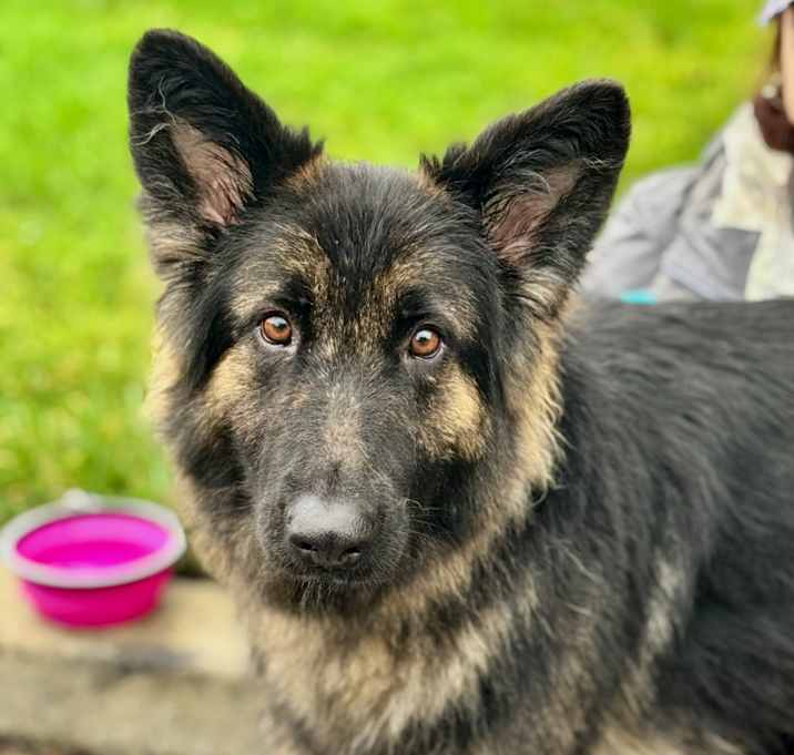 Photo of Bindi (C000-685) - Chino Hills Location