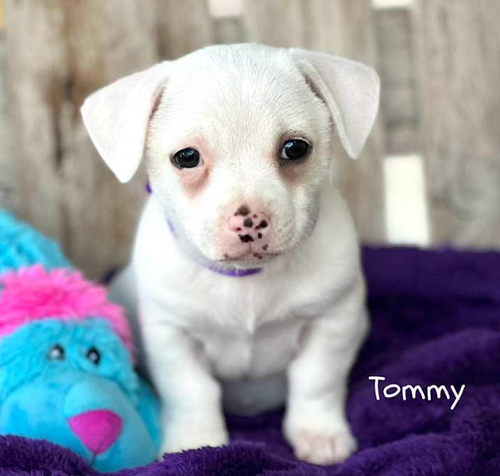 Photo of Tommy