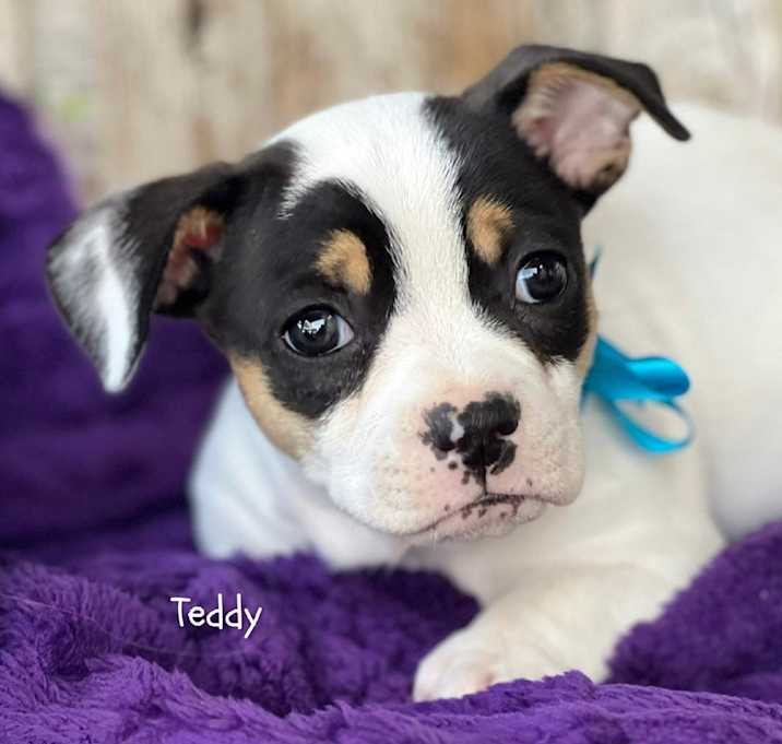 Photo of Teddy