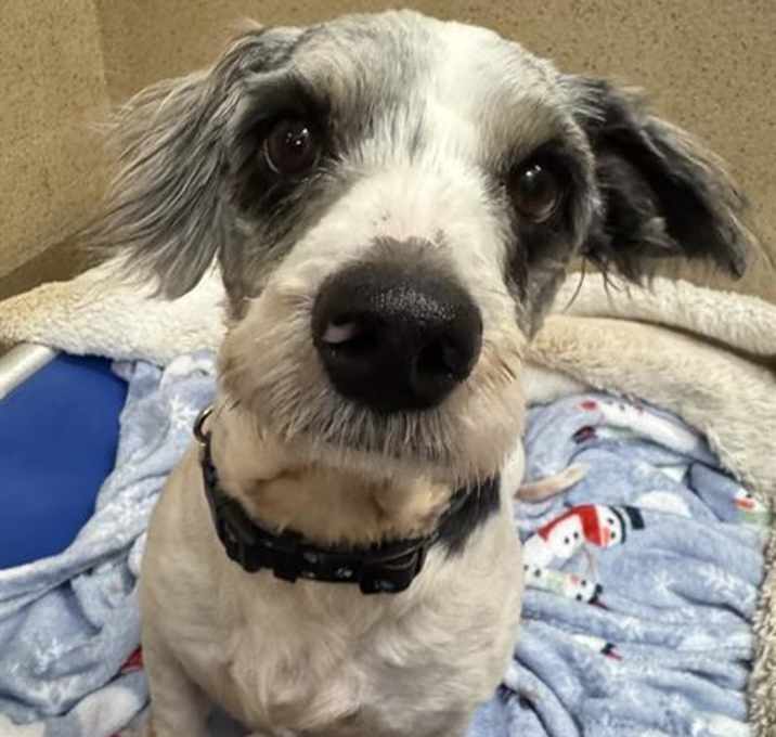 Photo of *CLOUDBERRY