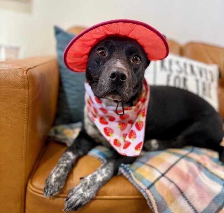 Photo of Dolly Calm Heart