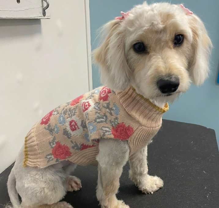 Photo of Tinkerbelle