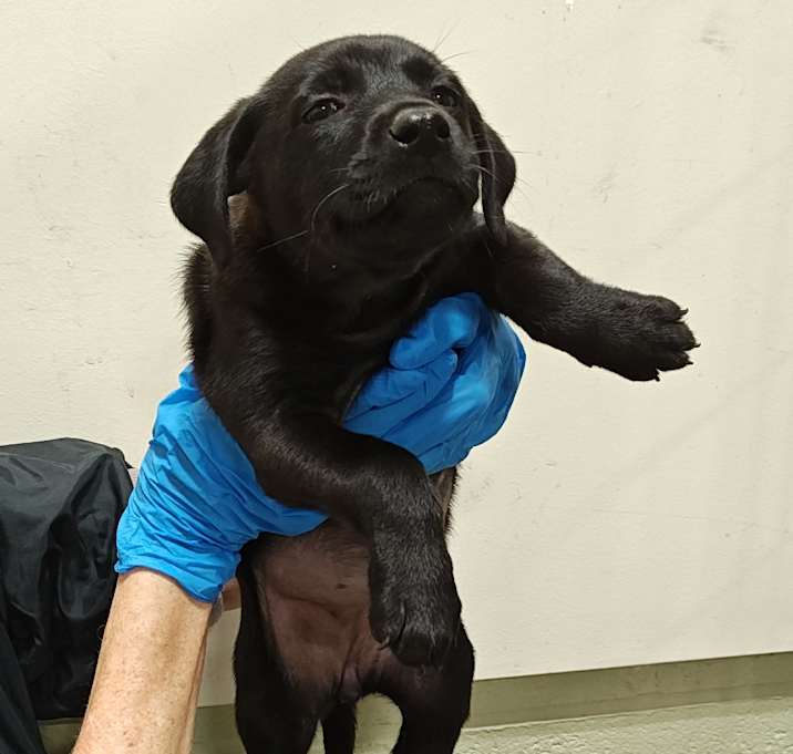 Photo of IEPA-Stray-18489_2_3_4_5